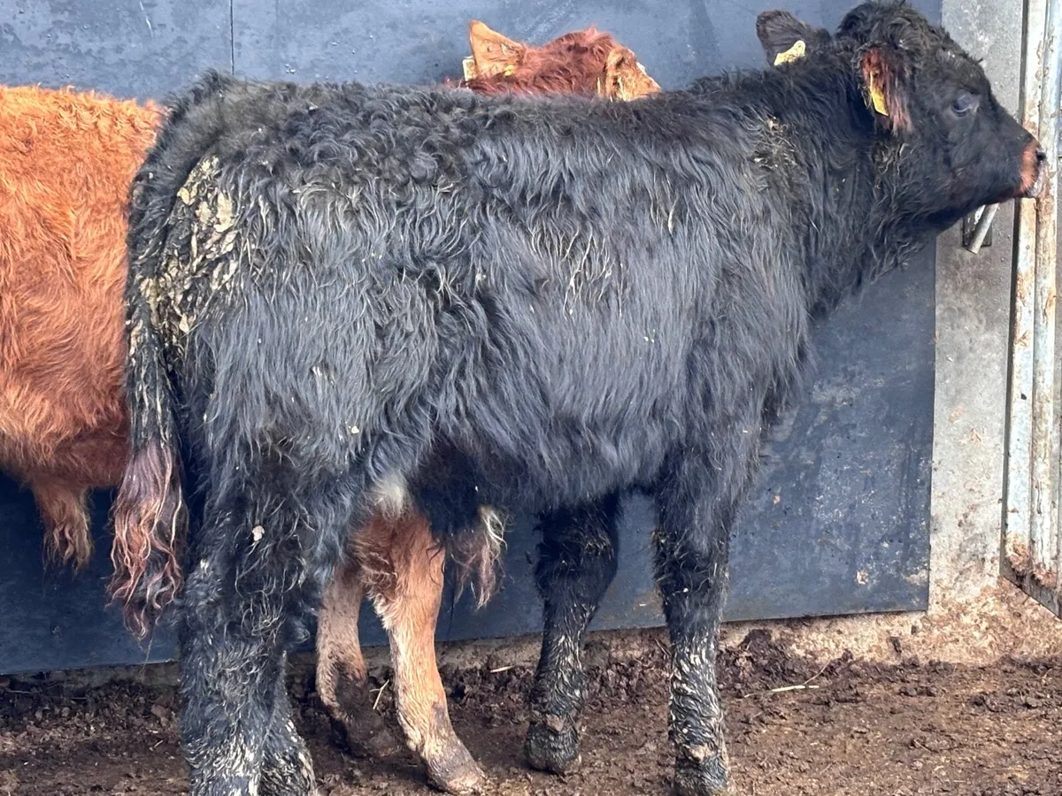 3 top quality suckler bred bull Weanlings for sale - Image 3