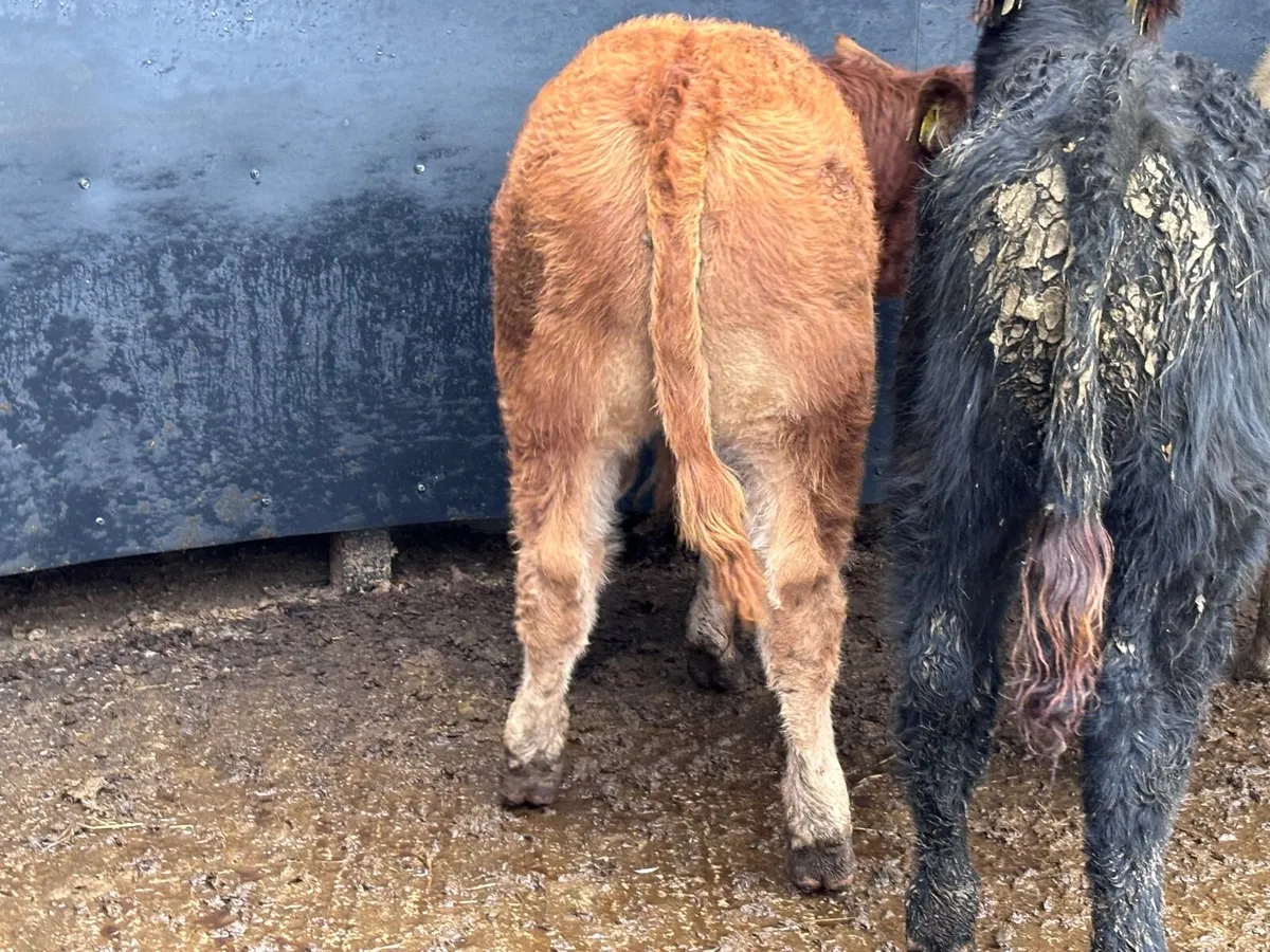 3 top quality suckler bred bull Weanlings for sale - Image 4