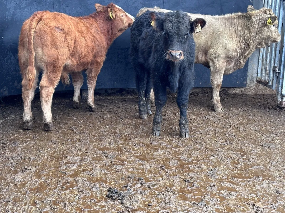 3 top quality suckler bred bull Weanlings for sale - Image 1