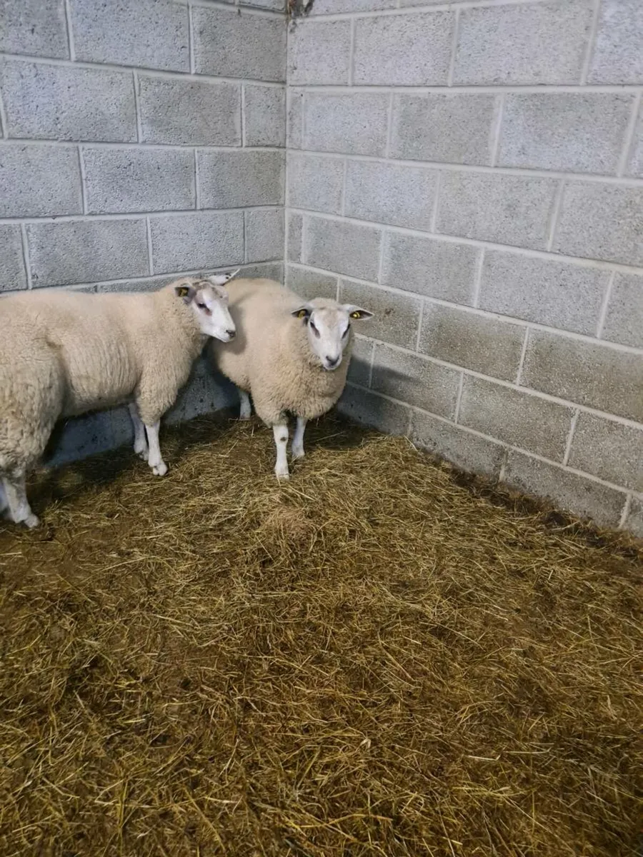 ROUTEX RAM LAMBS - Image 2