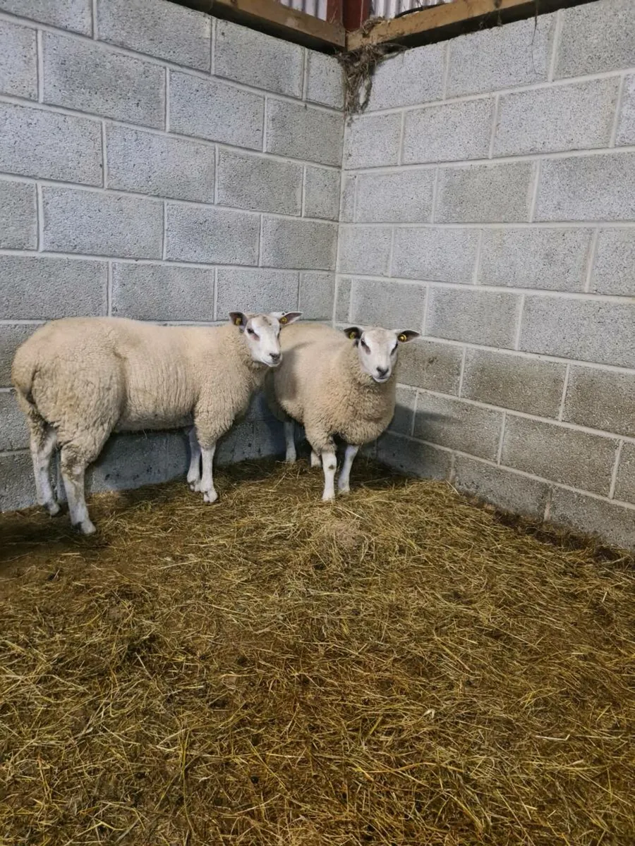 ROUTEX RAM LAMBS - Image 3