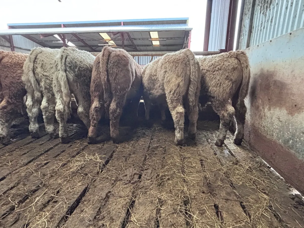14 super Charlaois bull Weanlings for sale - Image 1