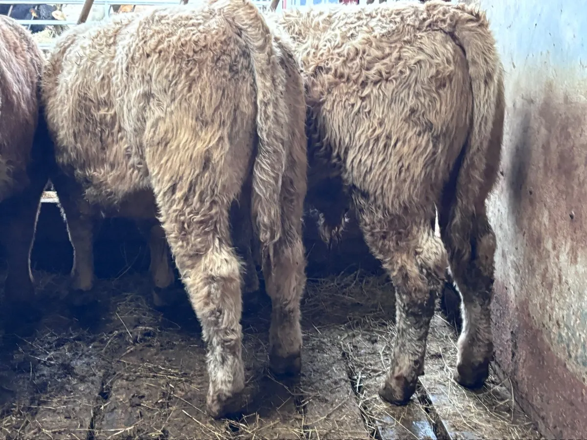 14 super Charlaois bull Weanlings for sale - Image 3