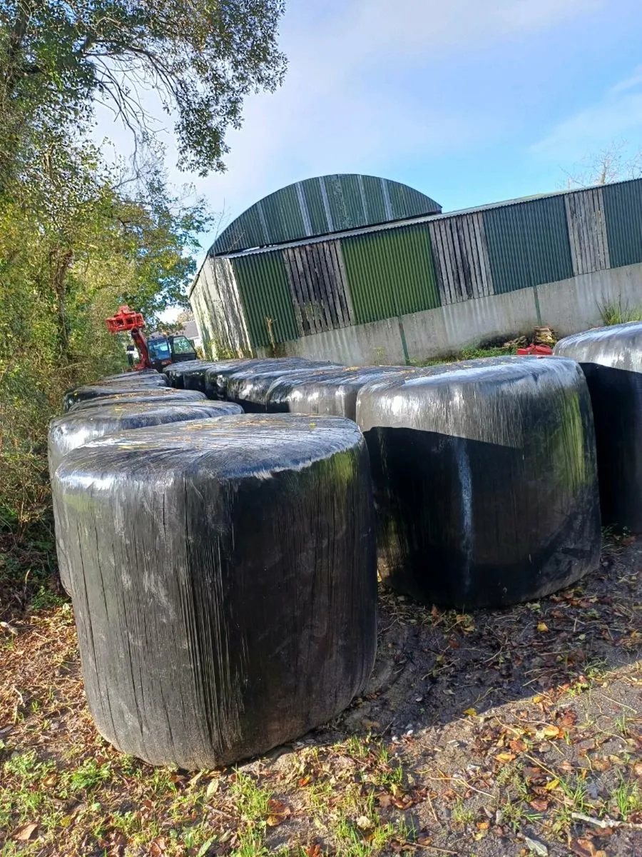 Top Quality Pit Silage and Bales for Sale - Image 1