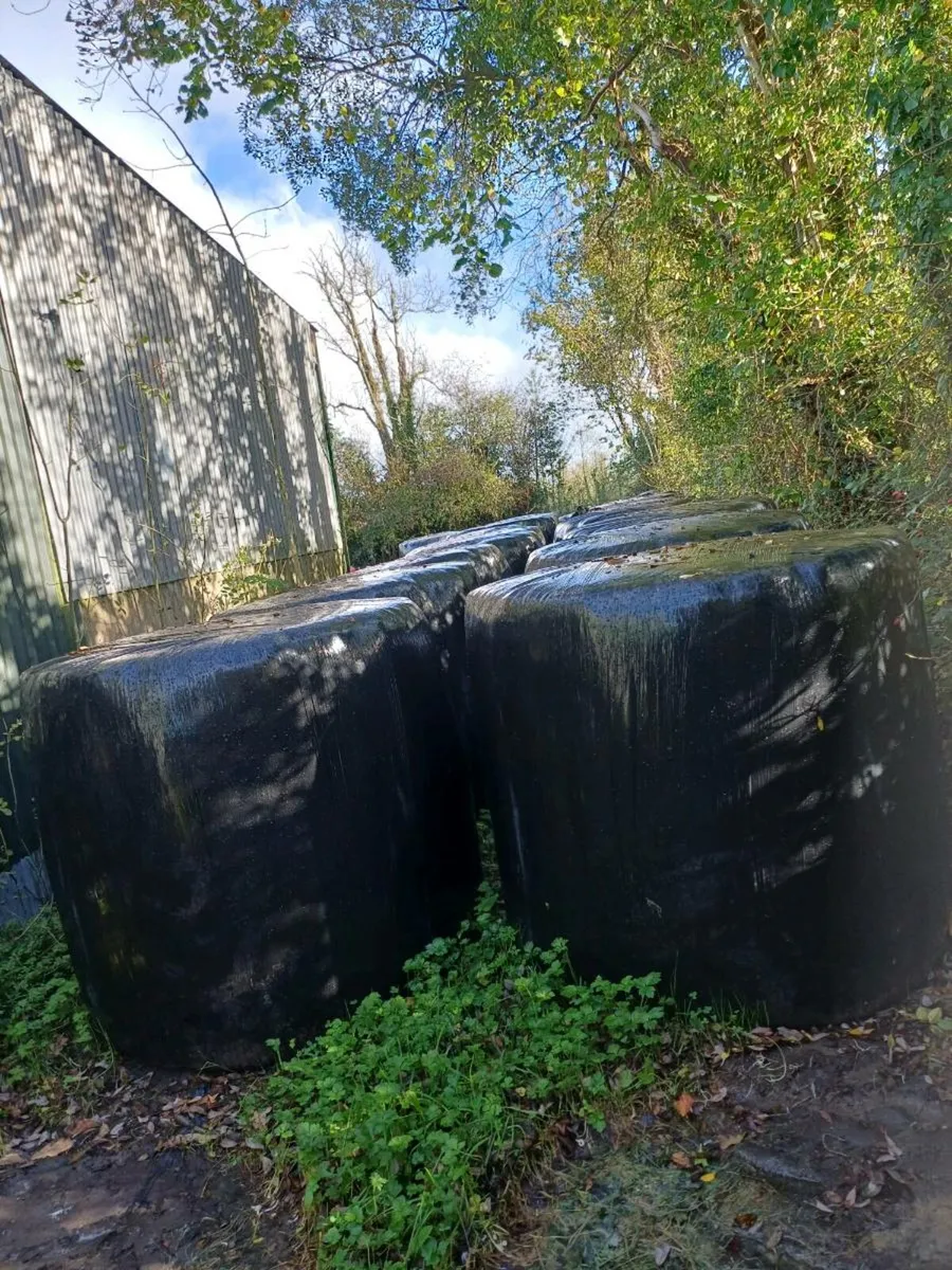 Top Quality Pit Silage and Bales for Sale - Image 2
