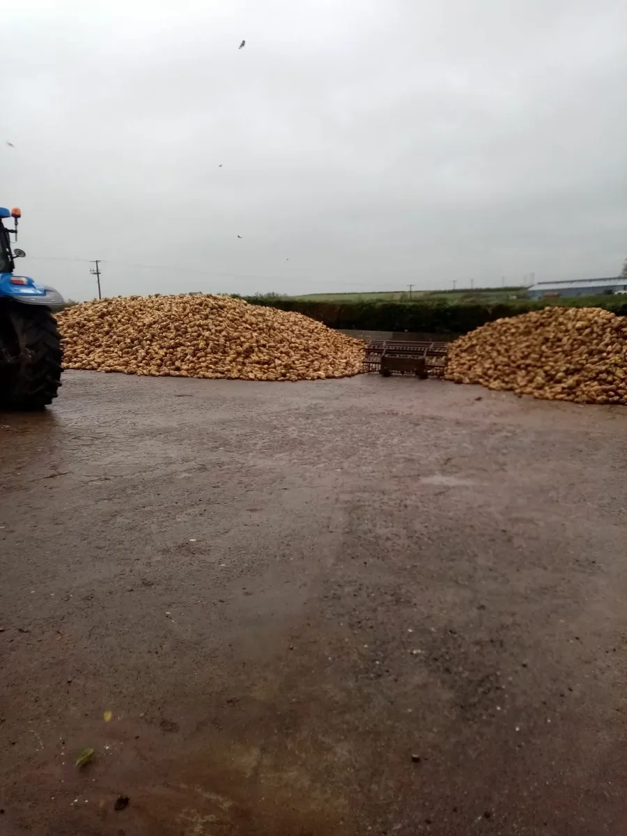 Fodder Beet for sale. Armer Pulled - Image 1