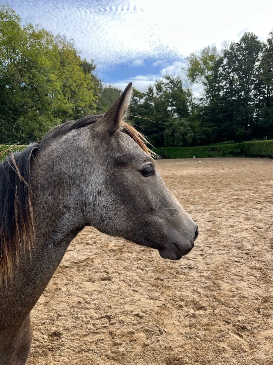 Chocolate dun filly - Image 3