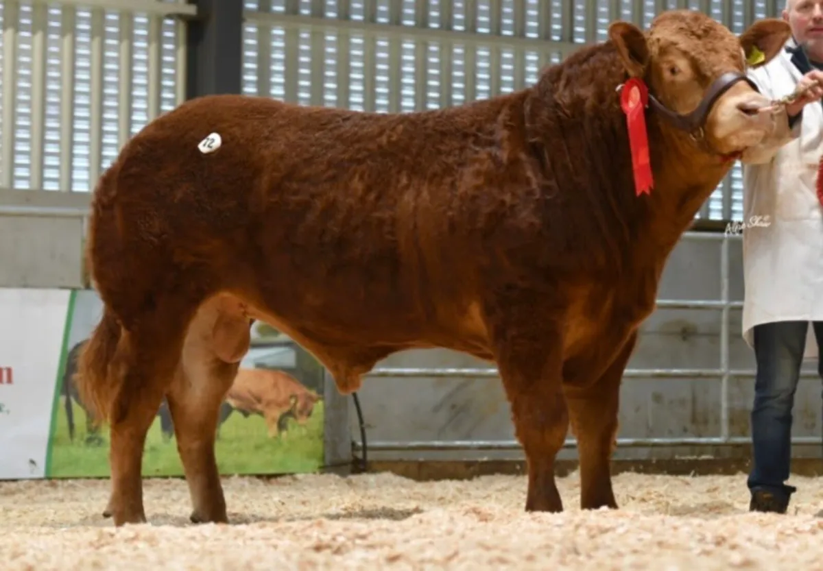 PBR Limousin Bull - Image 1