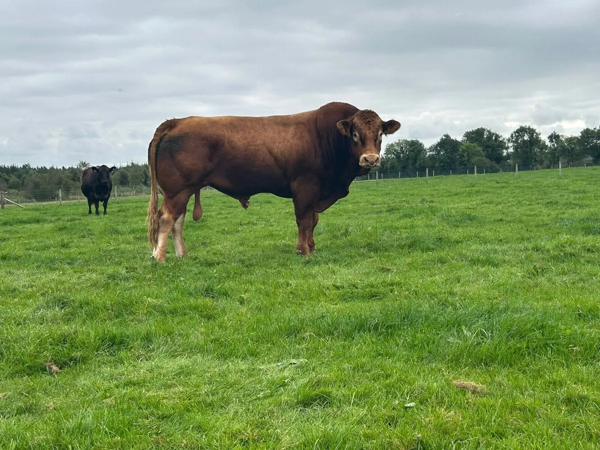 PBR Limousin Bull - Image 3