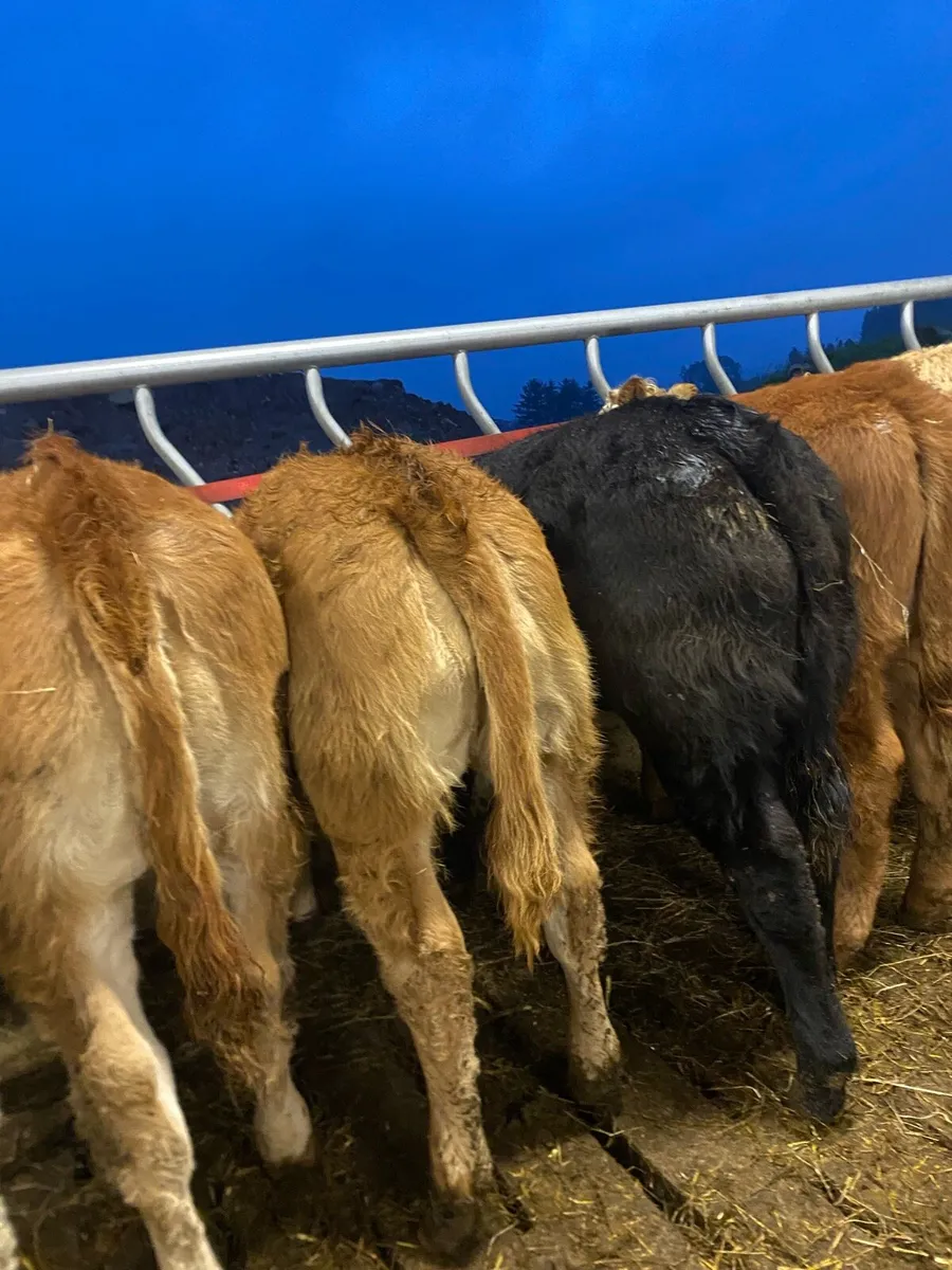 10 super weanling heifers - Image 1