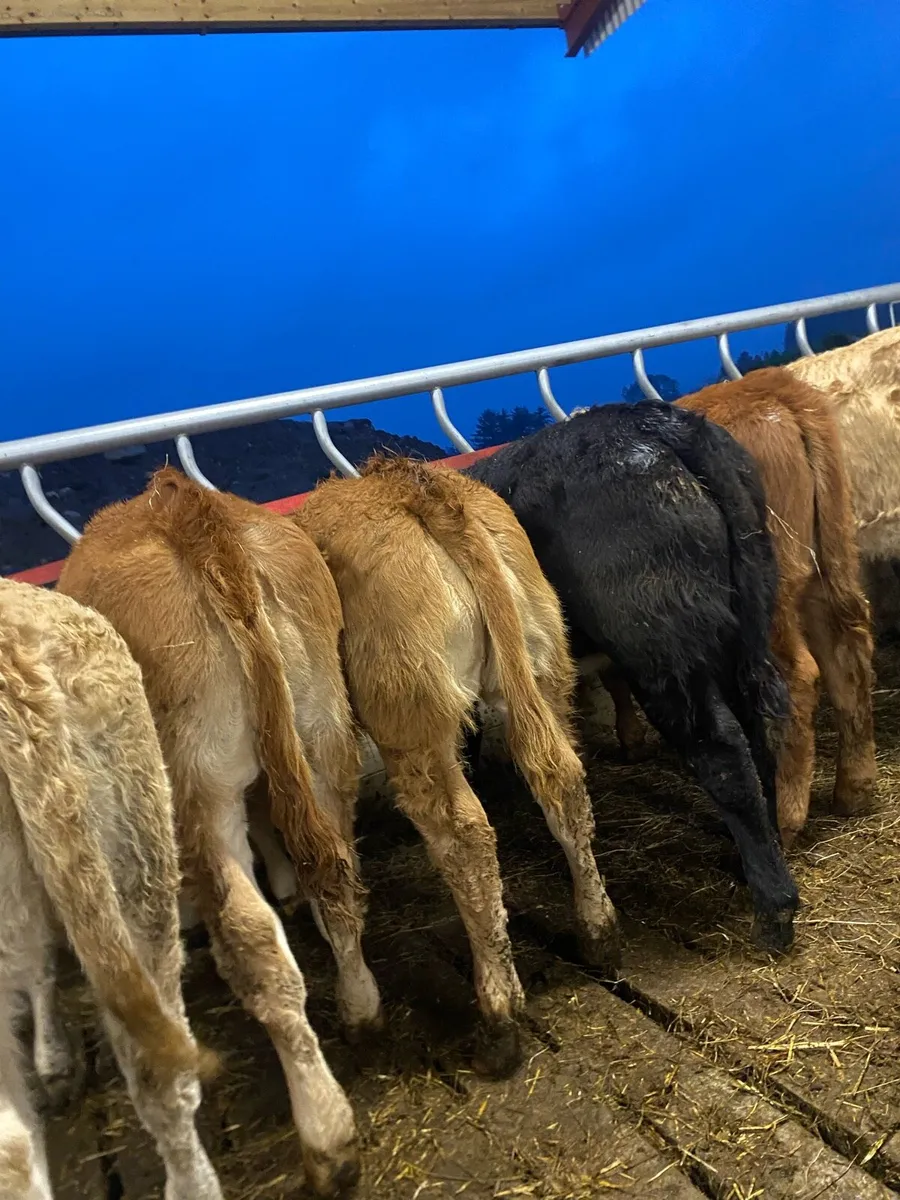 10 super weanling heifers - Image 2