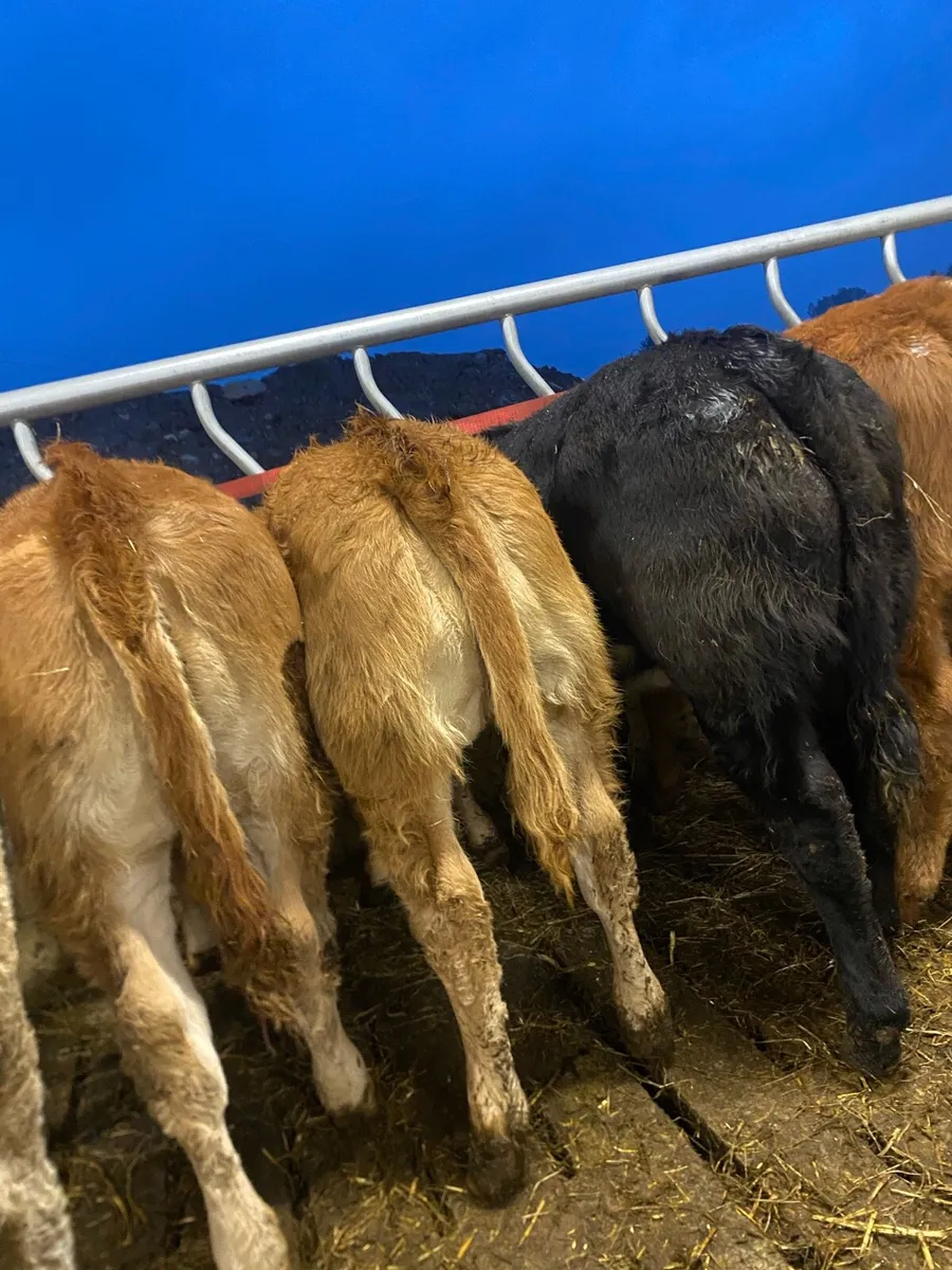 10 super weanling heifers - Image 3