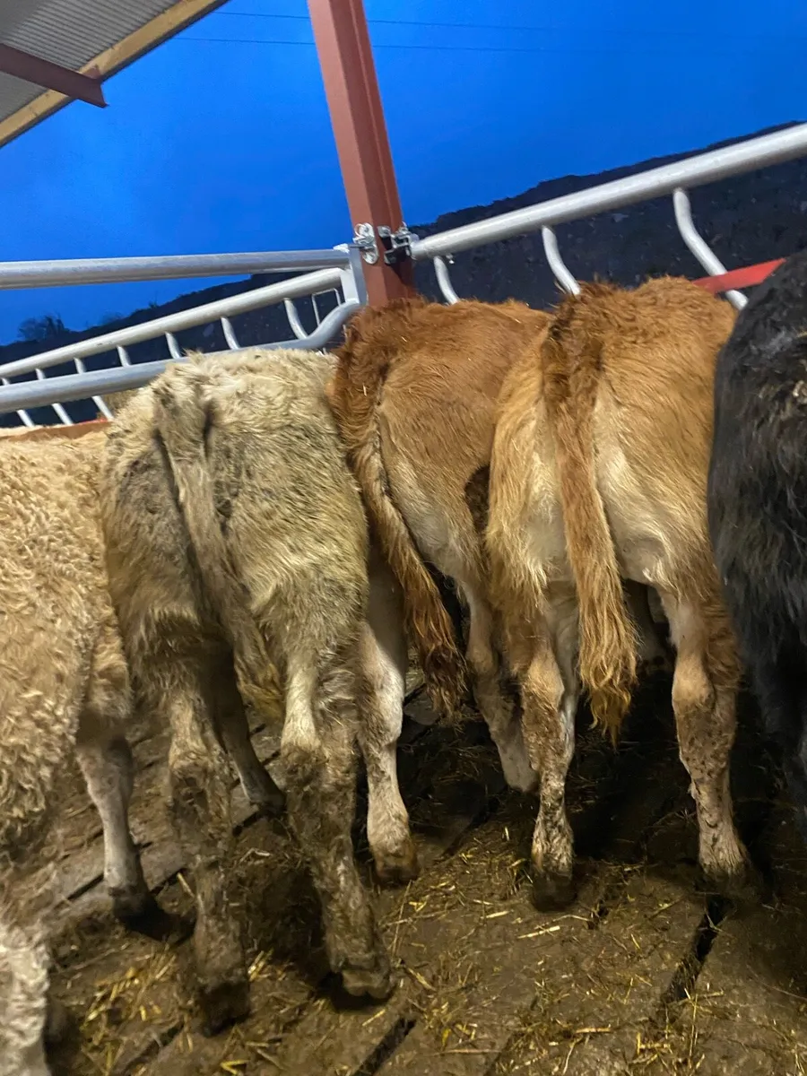 10 super weanling heifers - Image 4