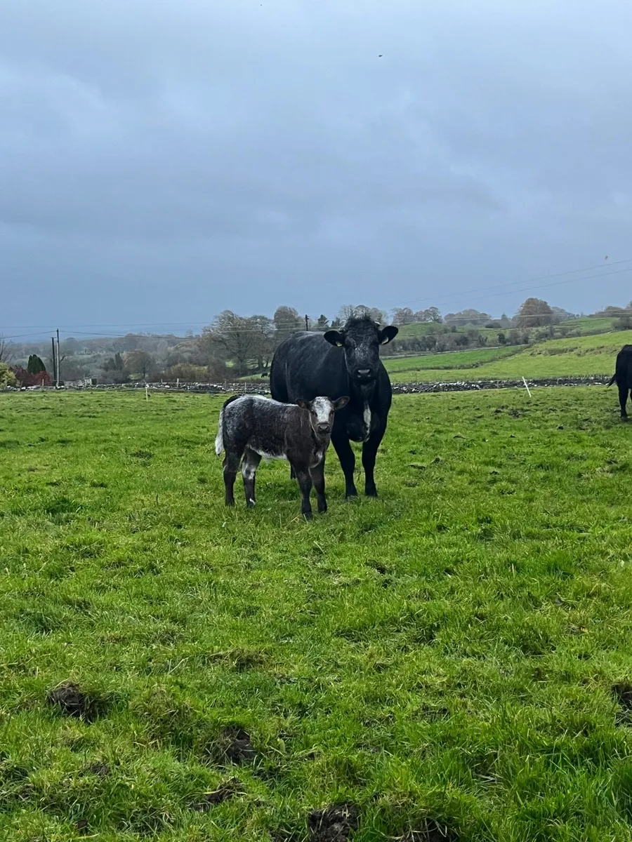 Blue limousine team - Image 2