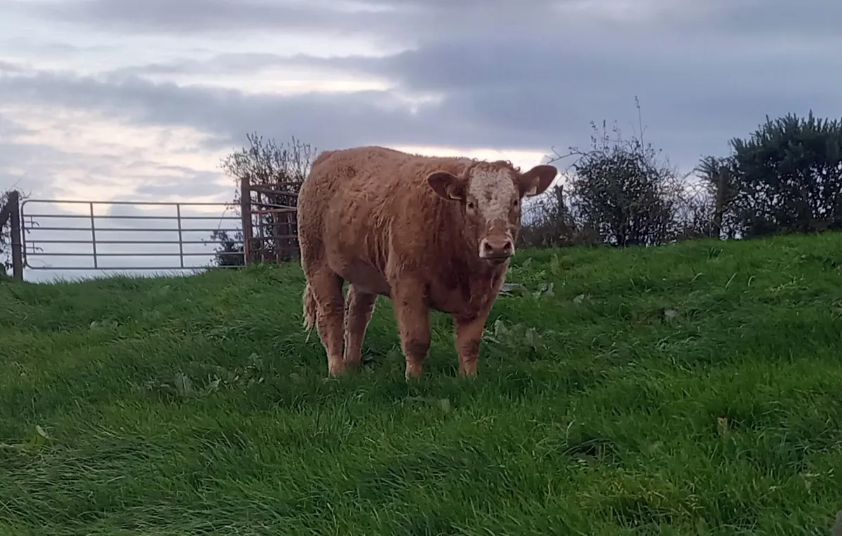 Kingscourt Mart 1st Nov - Image 1