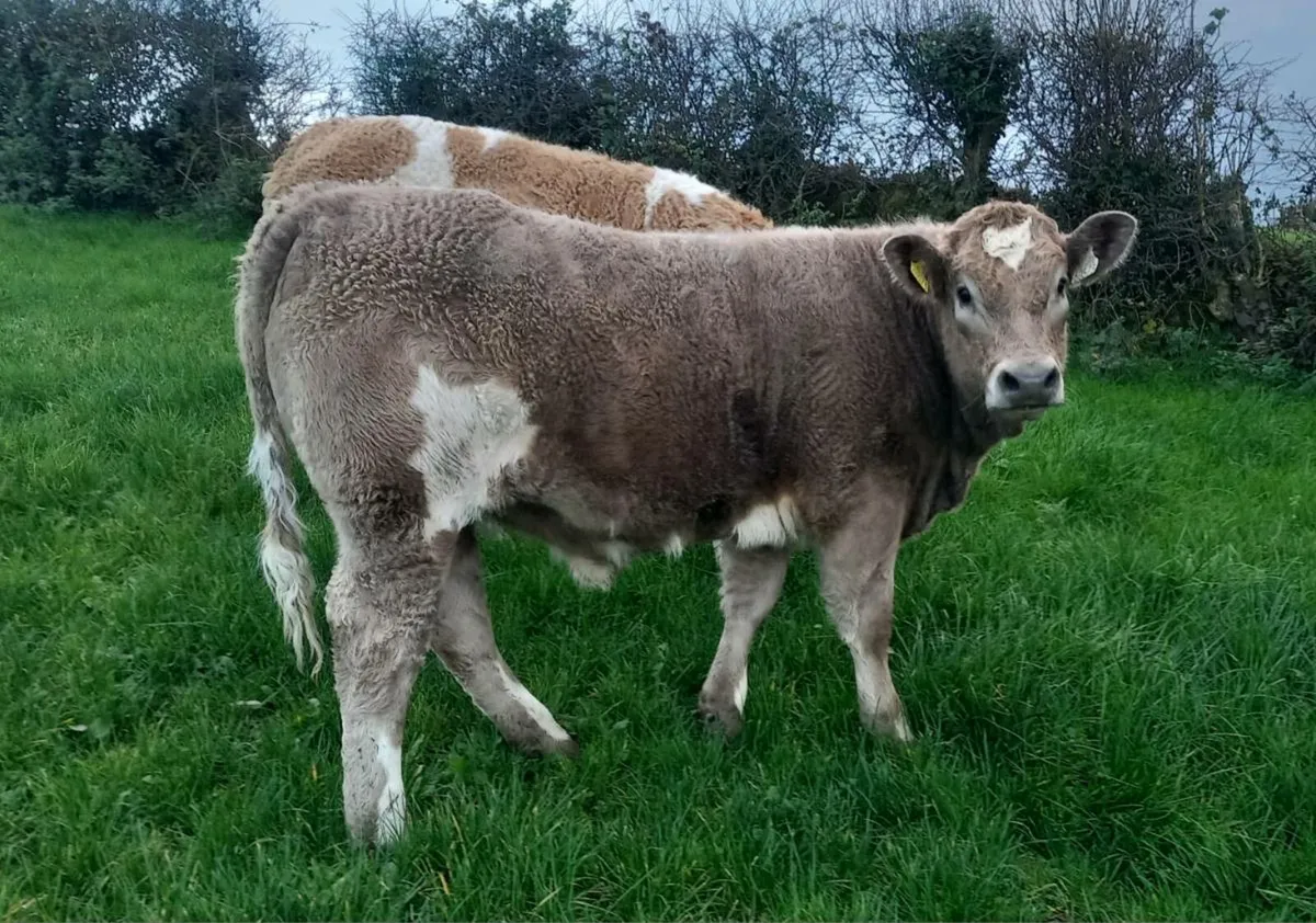 Kingscourt Mart 1st Nov - Image 2