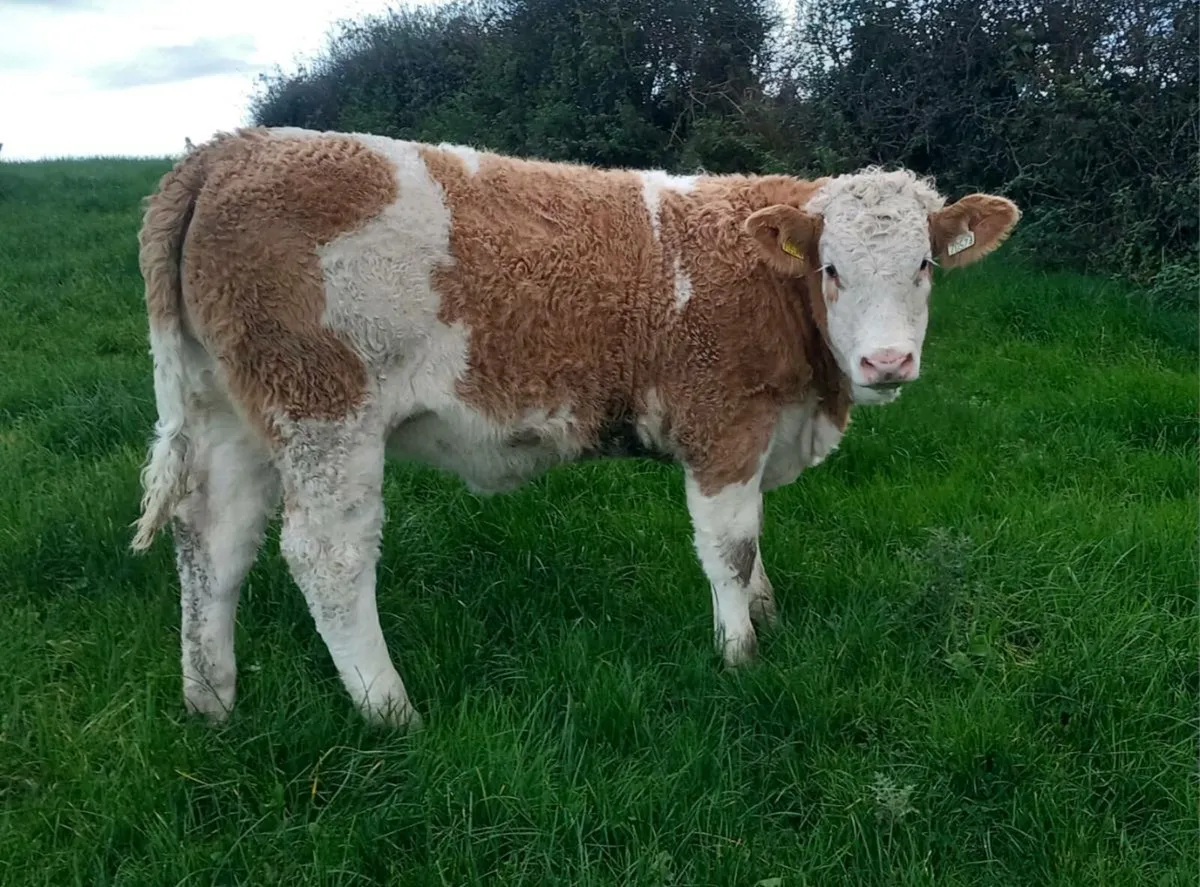 Kingscourt Mart 1st Nov - Image 3