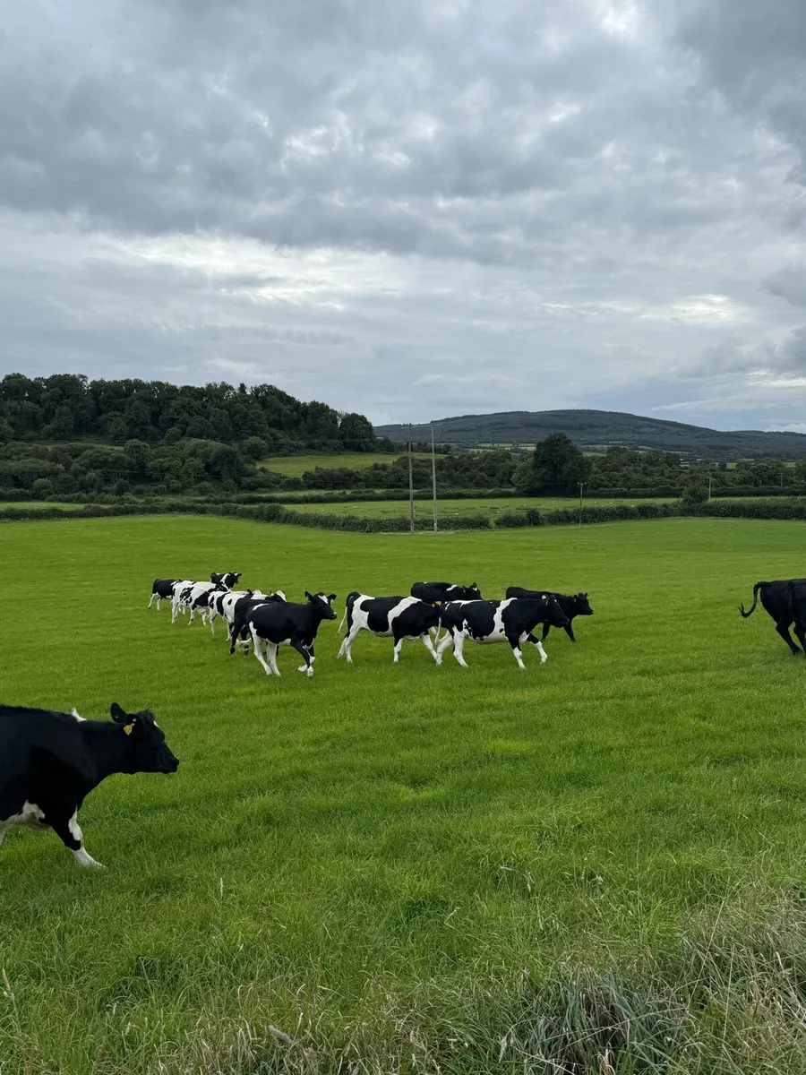 Incalf Heifers - Image 1