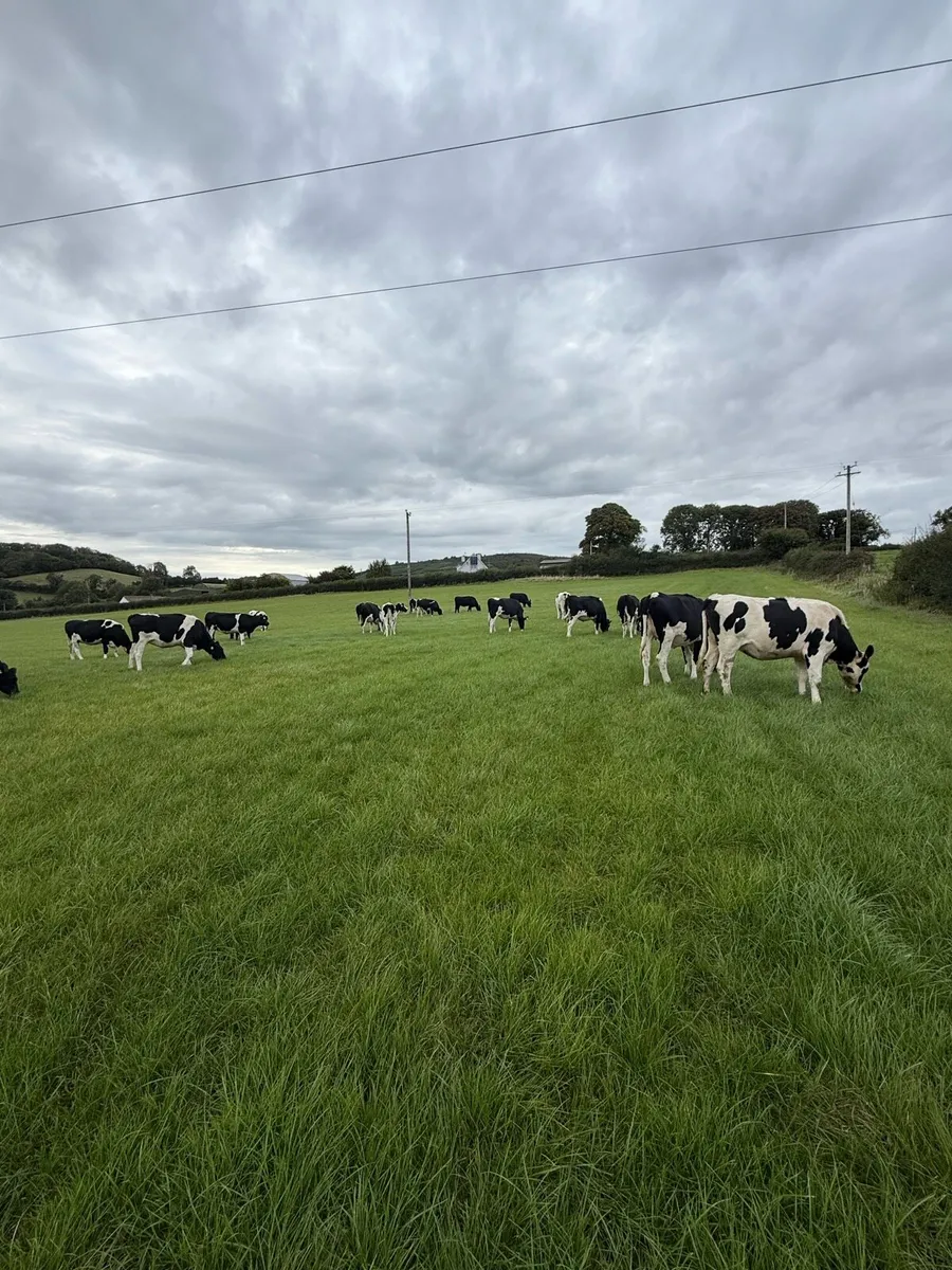 Incalf Heifers - Image 2