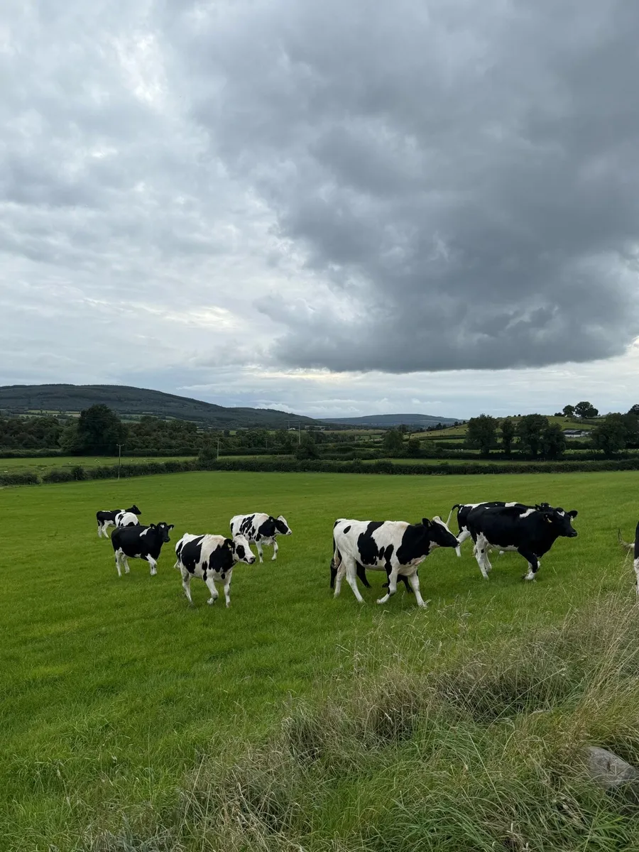 Incalf Heifers - Image 3