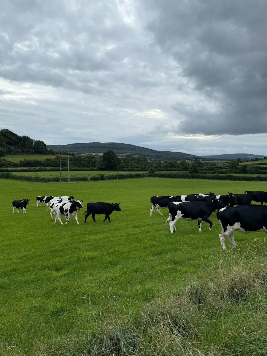 Incalf Heifers - Image 4