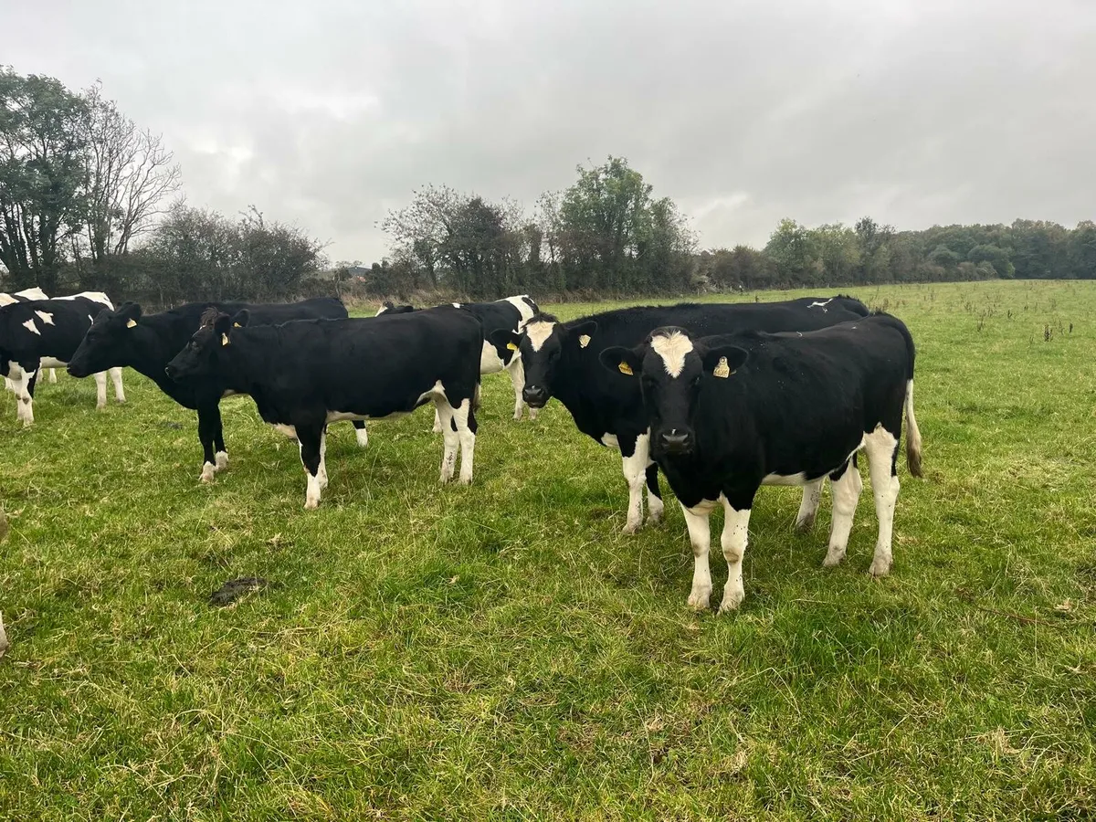 Dairy Sale Enniscorthy Mart Wednesday 5th November - Image 1