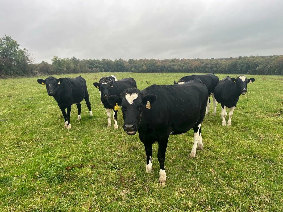 Dairy Sale Enniscorthy Mart Wednesday 5th November - Image 2