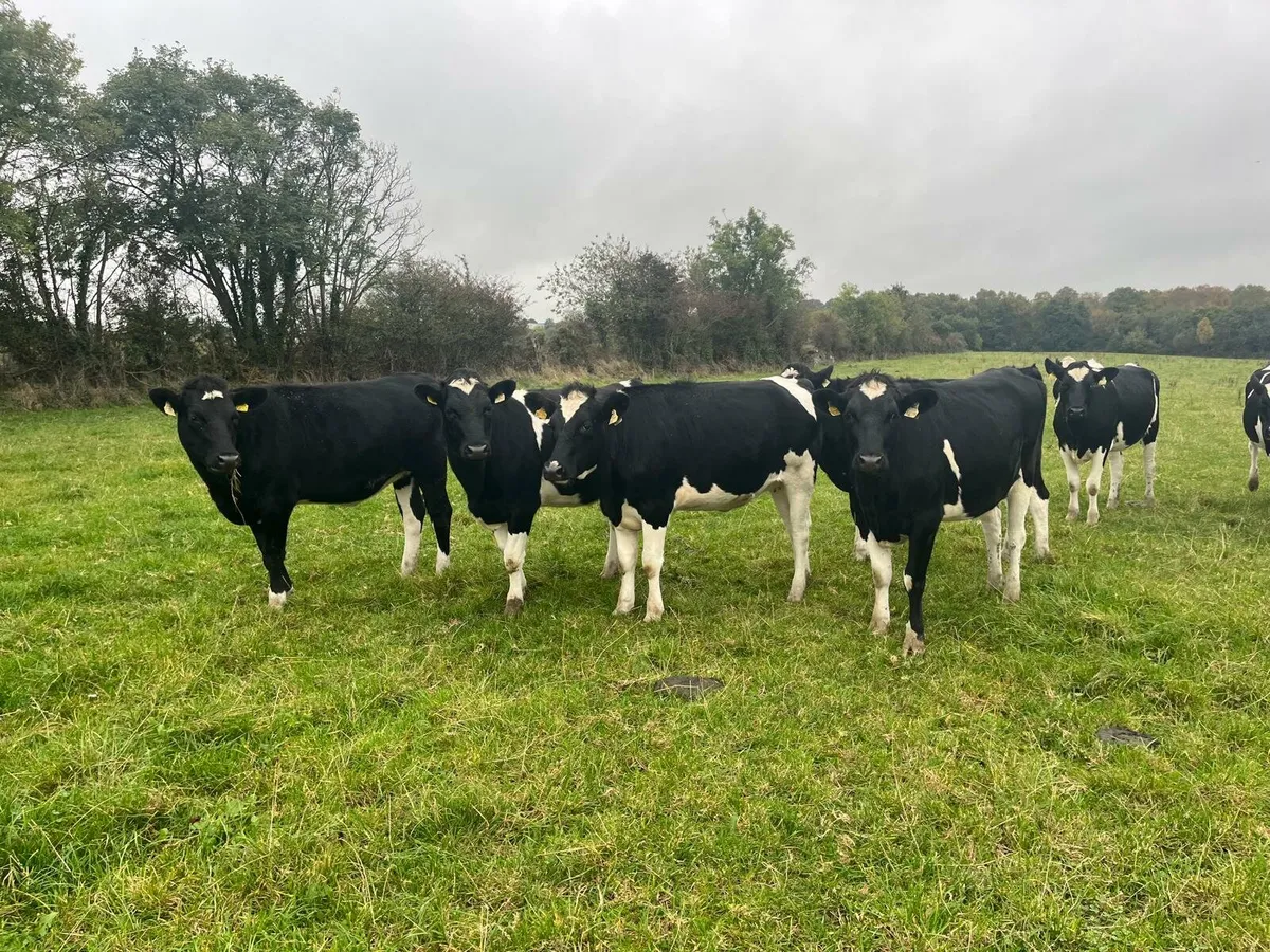 Dairy Sale Enniscorthy Mart Wednesday 5th November - Image 3