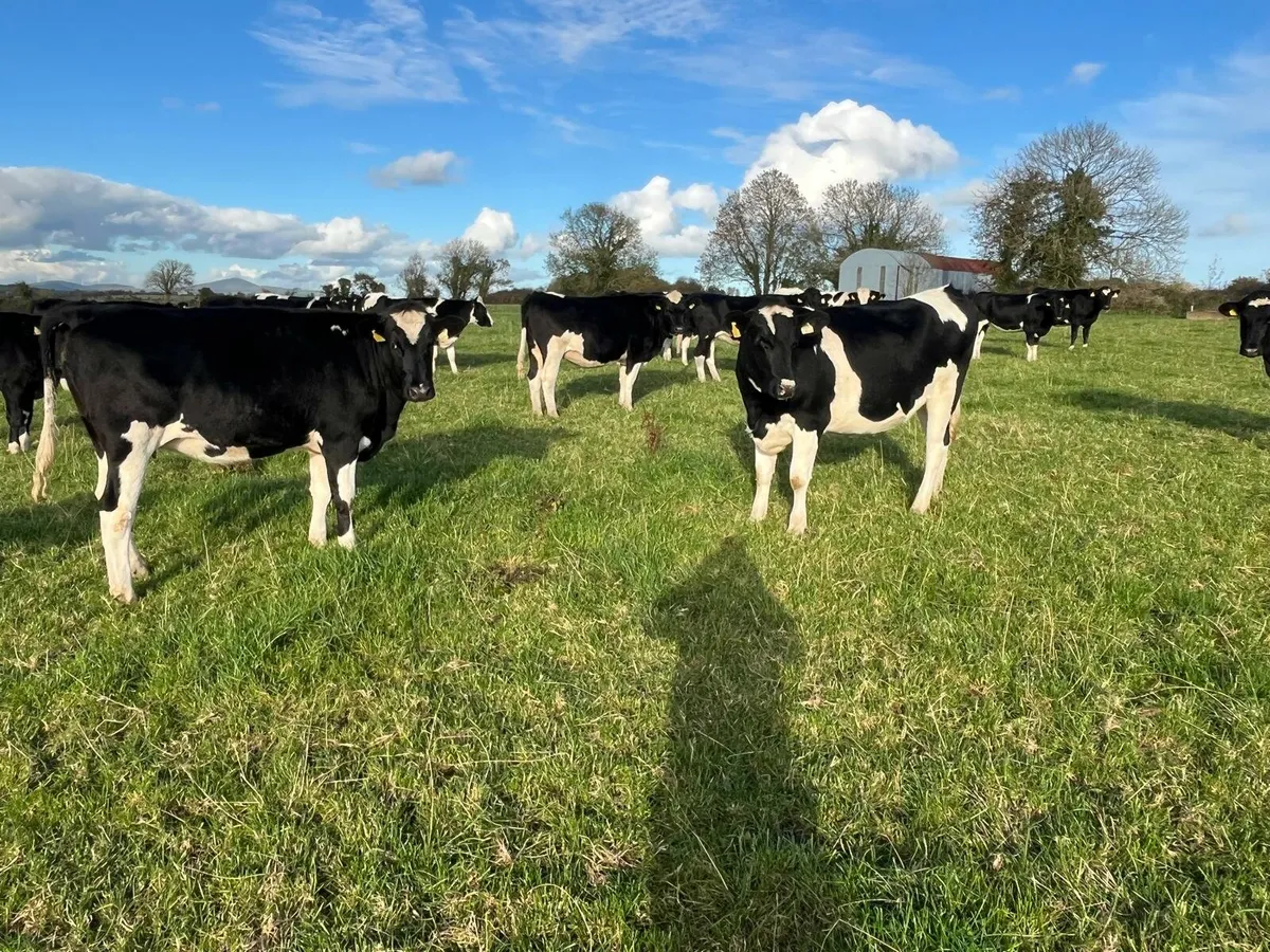 Dairy Sale Enniscorthy Mart Wednesday 5th November - Image 4