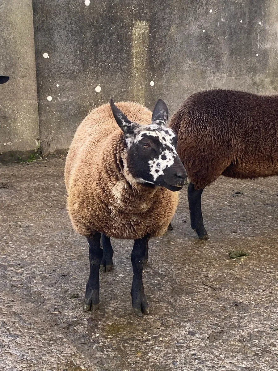 Organic Dutch spotted X ewe lambs - Image 1