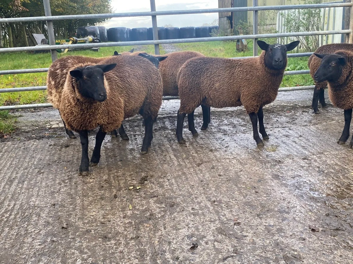 Organic Dutch spotted X ewe lambs - Image 3