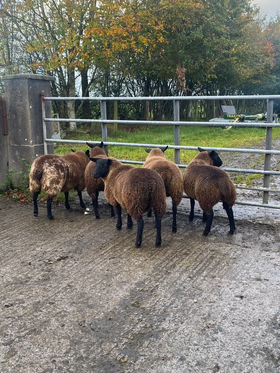 Organic Dutch spotted X ewe lambs - Image 4