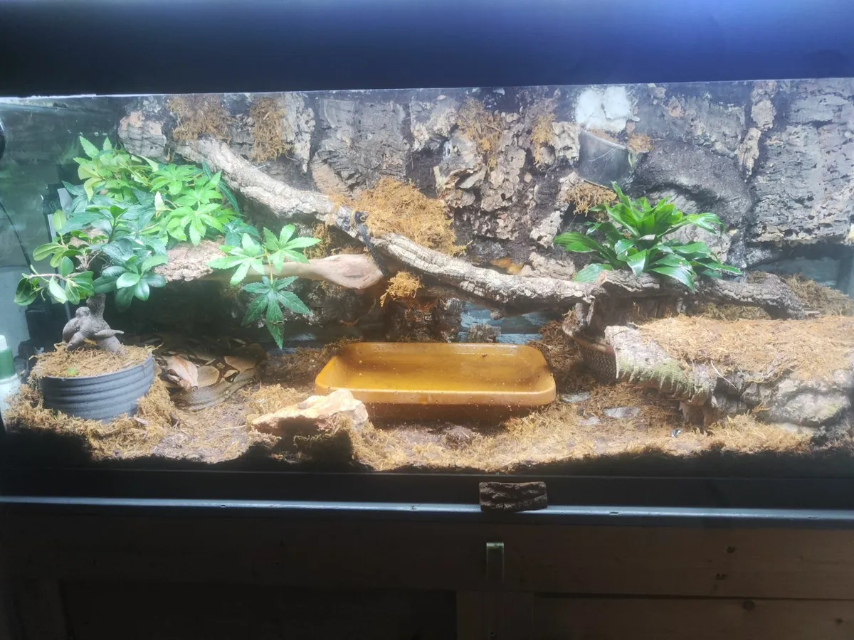 A snake in aquarium Full set up. Boa constrictor - Image 2