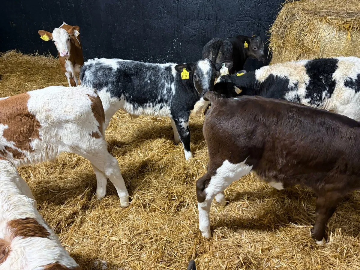 Bull calves - Image 1