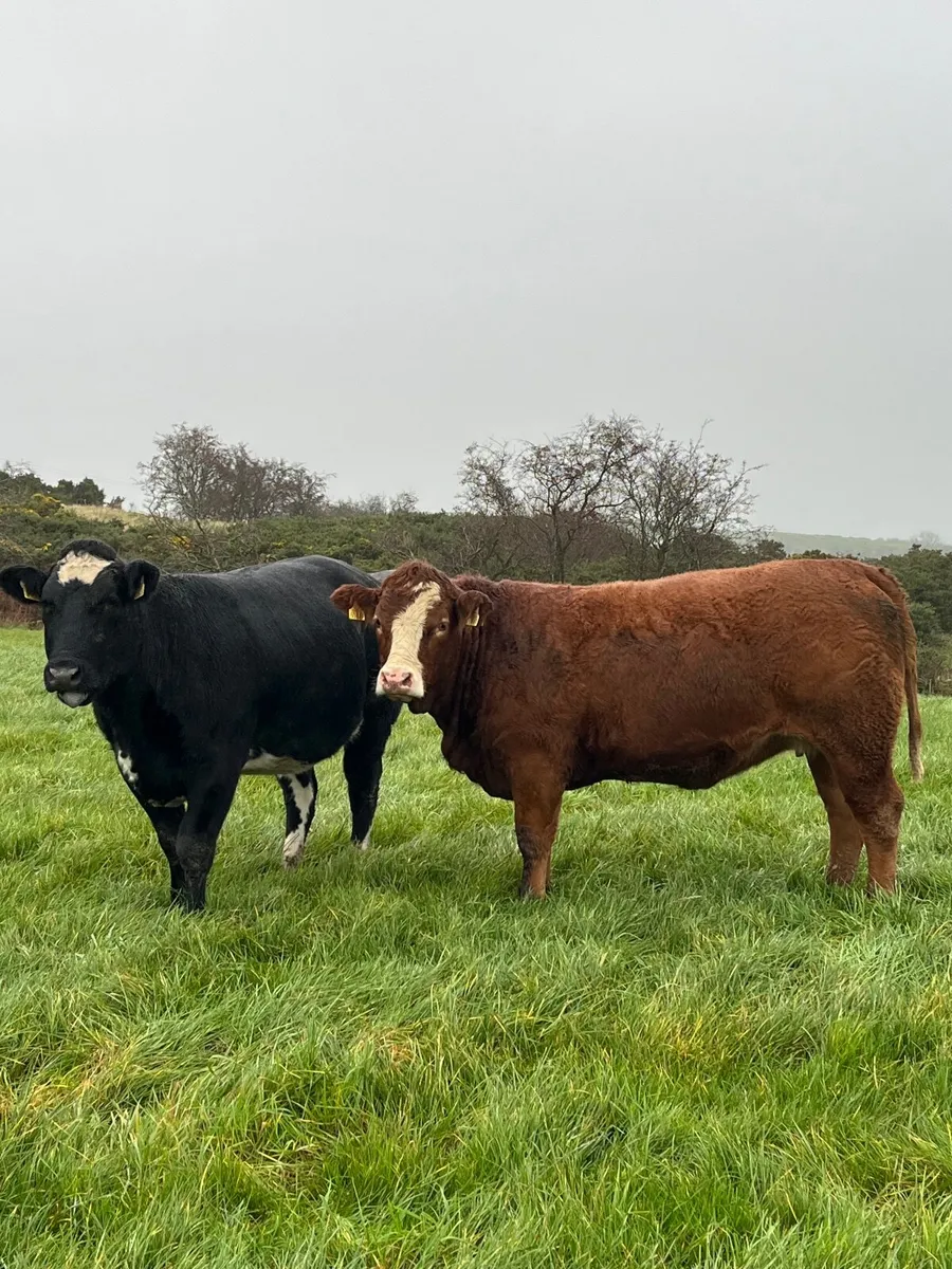 Cattle - Image 1