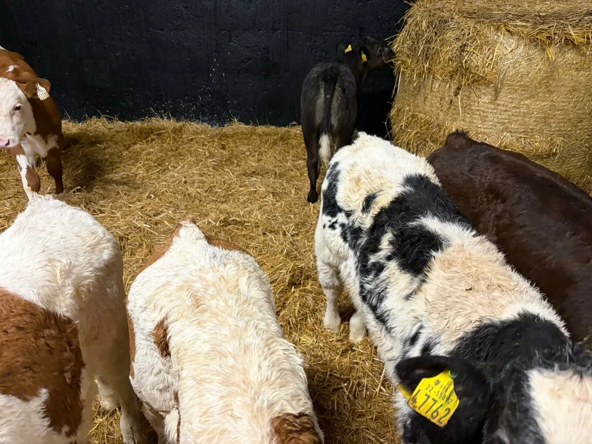 Bull calves - Image 2