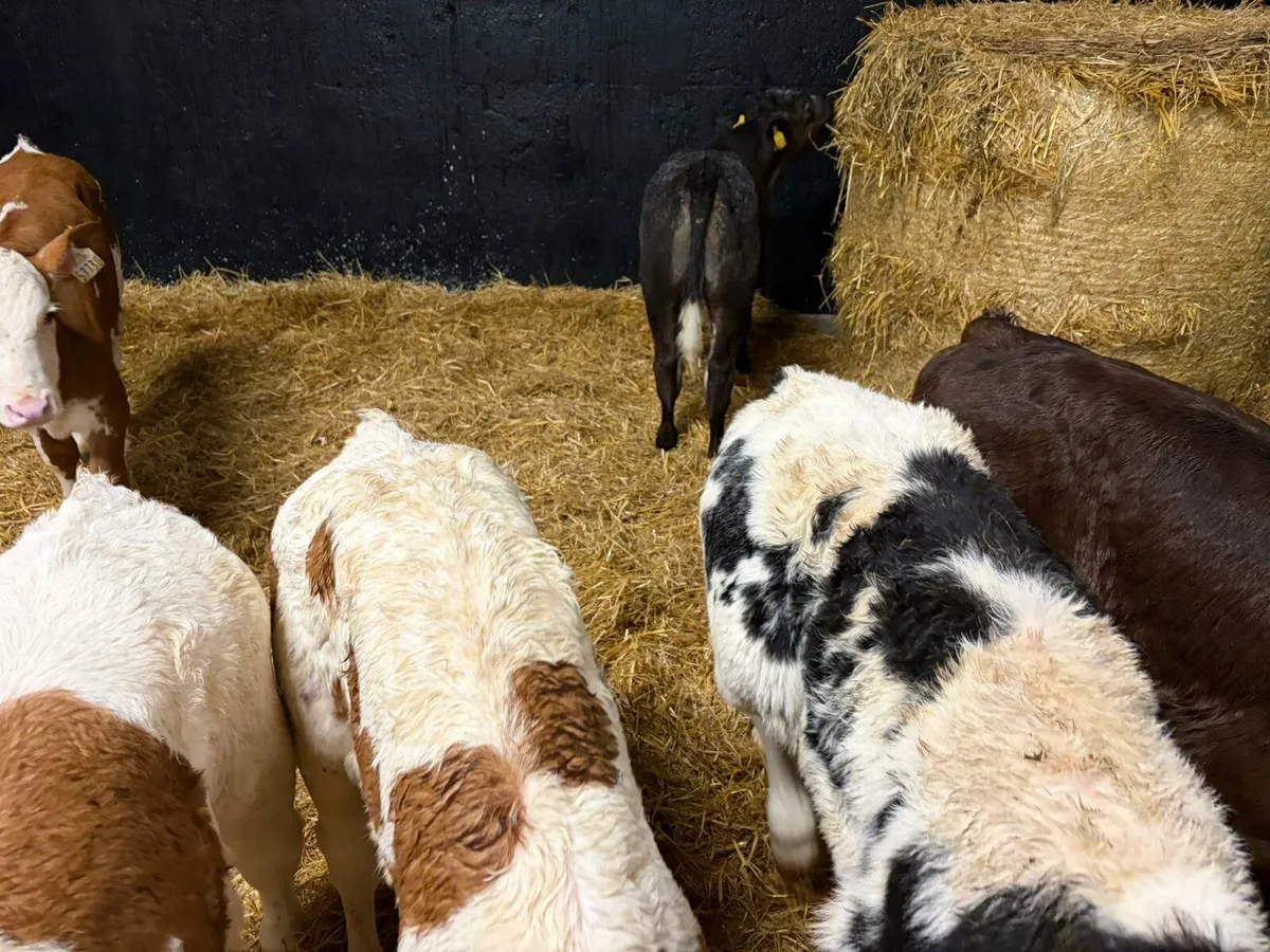 Bull calves - Image 3