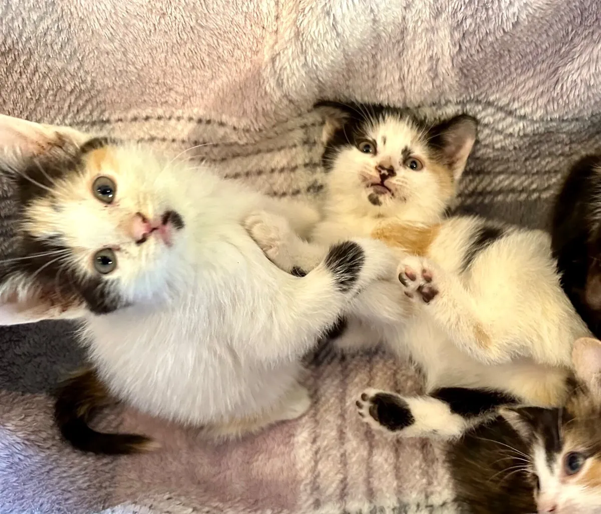 Beautiful calico girl kittens Clonakilty - Image 3