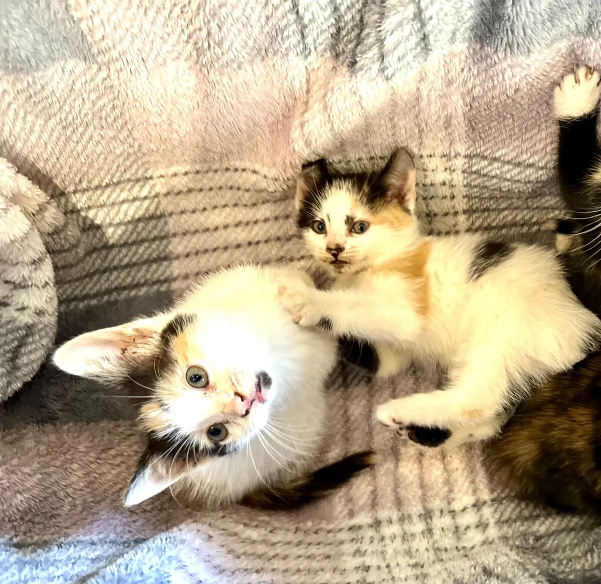 Beautiful calico girl kittens Clonakilty - Image 4