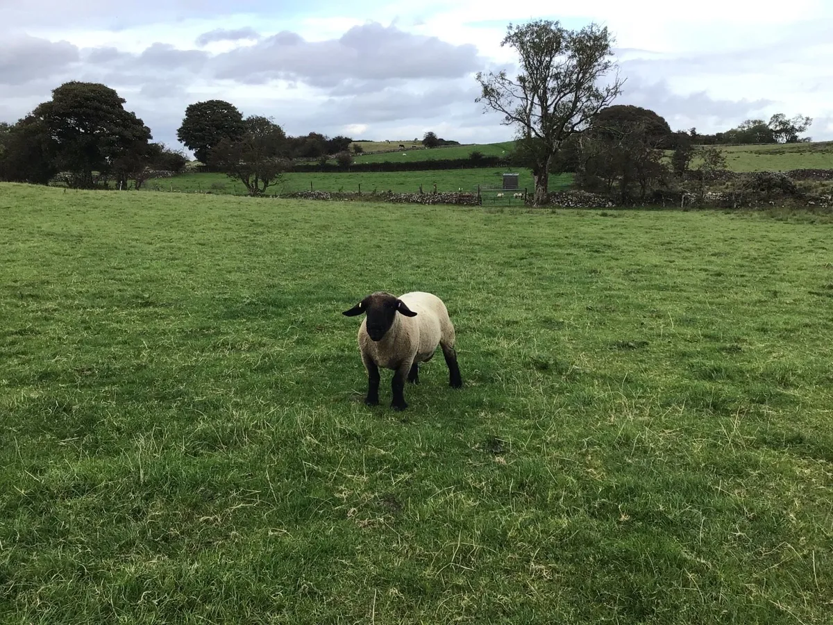 Suffolk Ram - Image 1