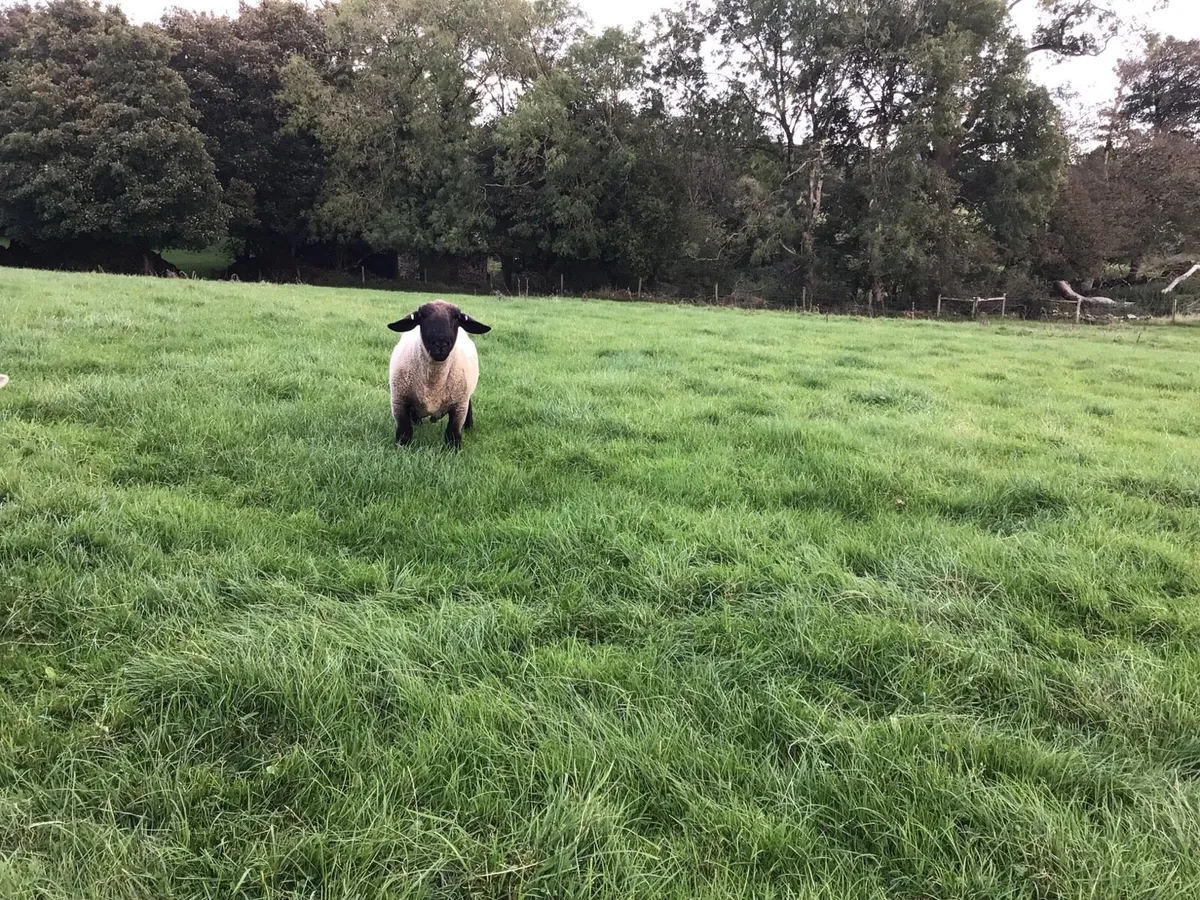 Suffolk Ram - Image 2