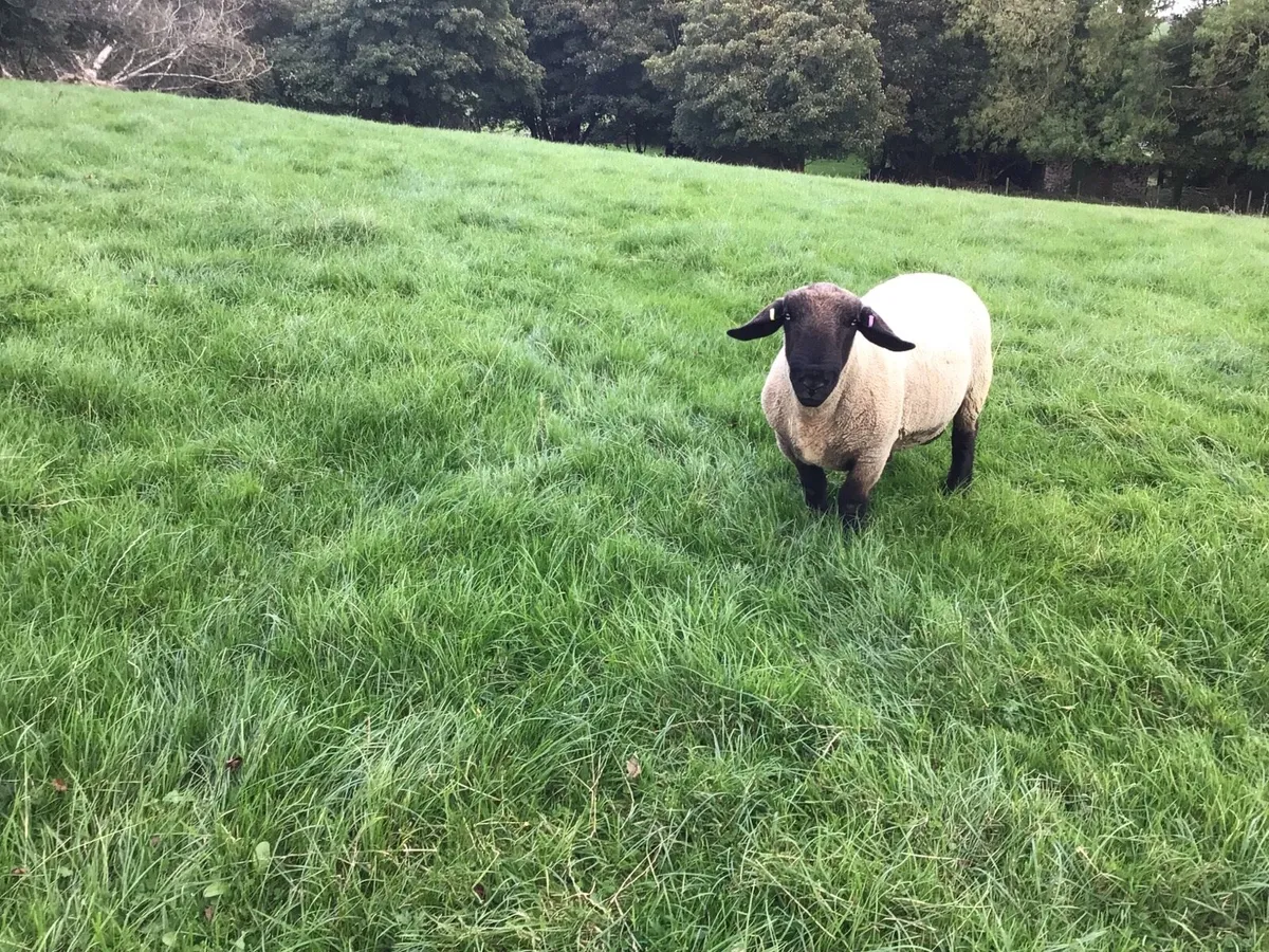 Suffolk Ram - Image 3