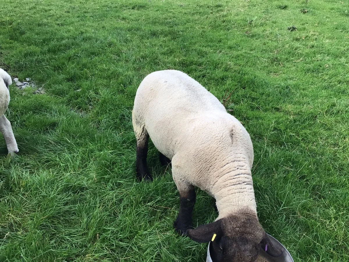 Suffolk Ram - Image 4