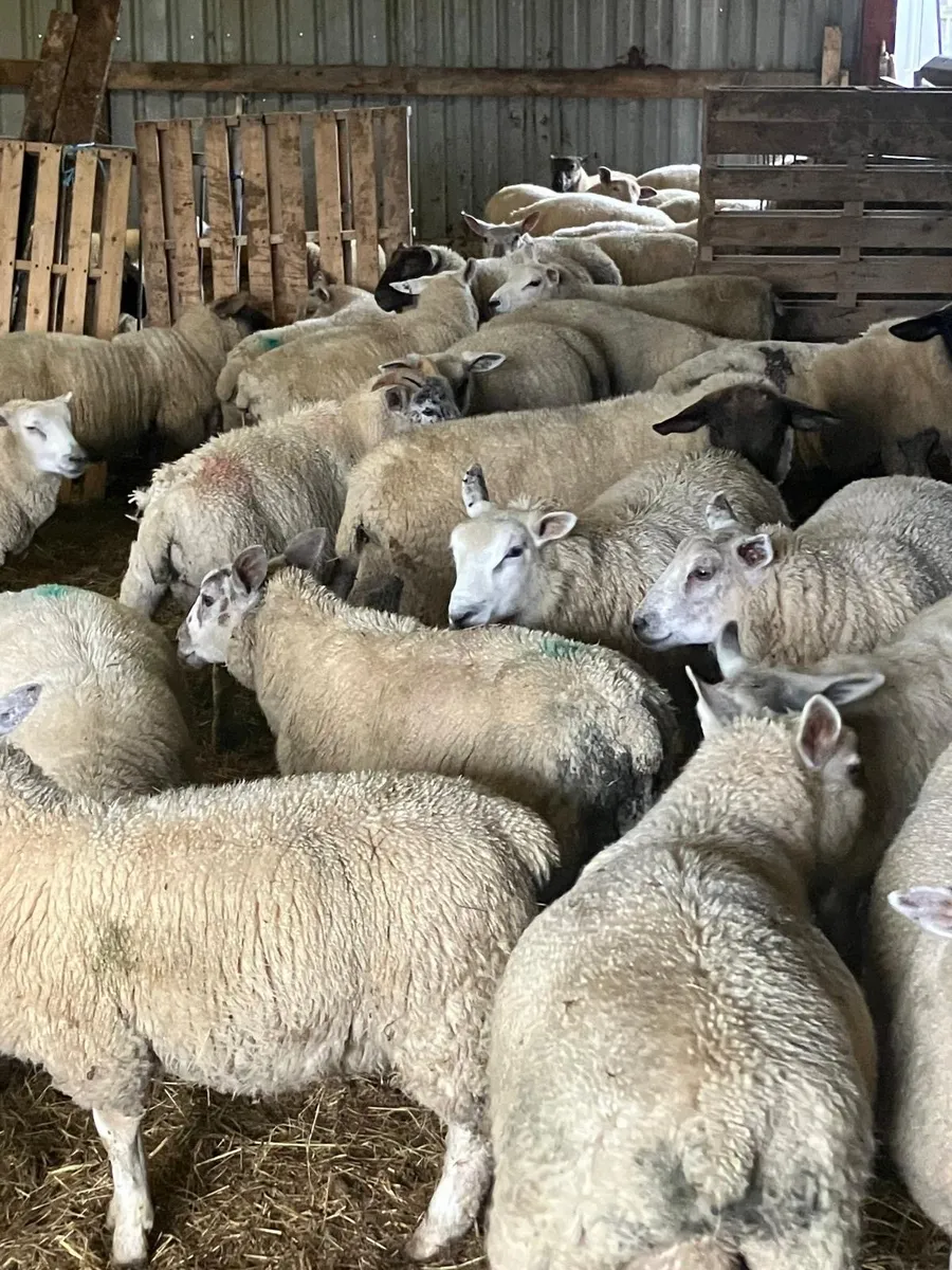 FORWARD STORE LAMBS - Image 1