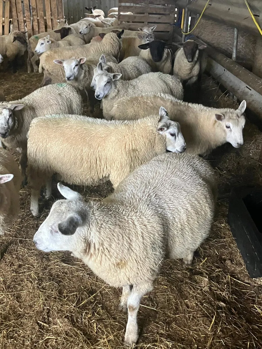 FORWARD STORE LAMBS - Image 2