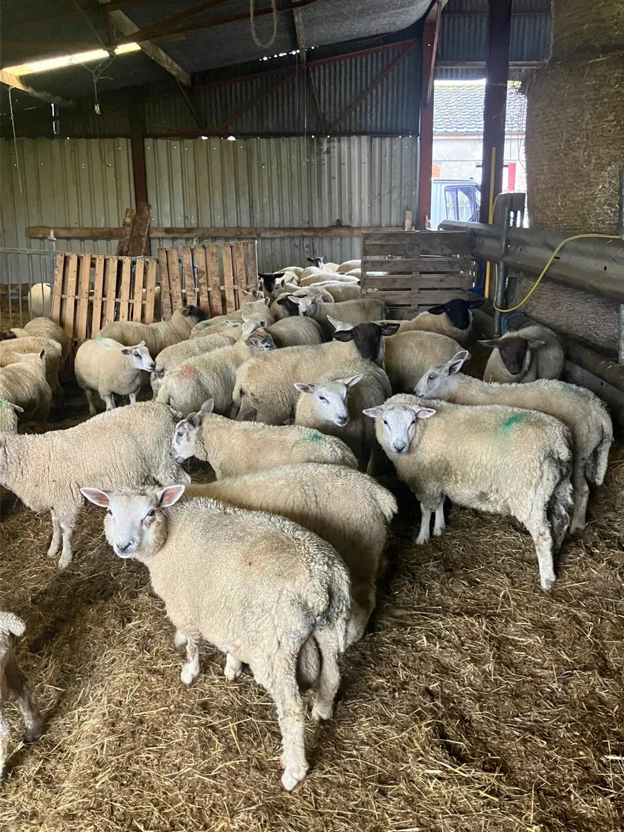 FORWARD STORE LAMBS - Image 3