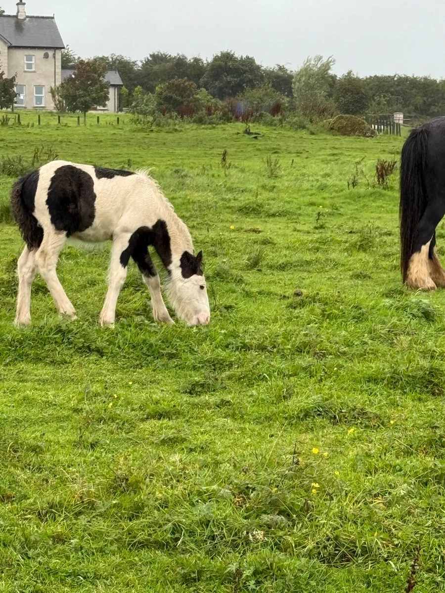 Cob Mare and colt Foal - Image 2