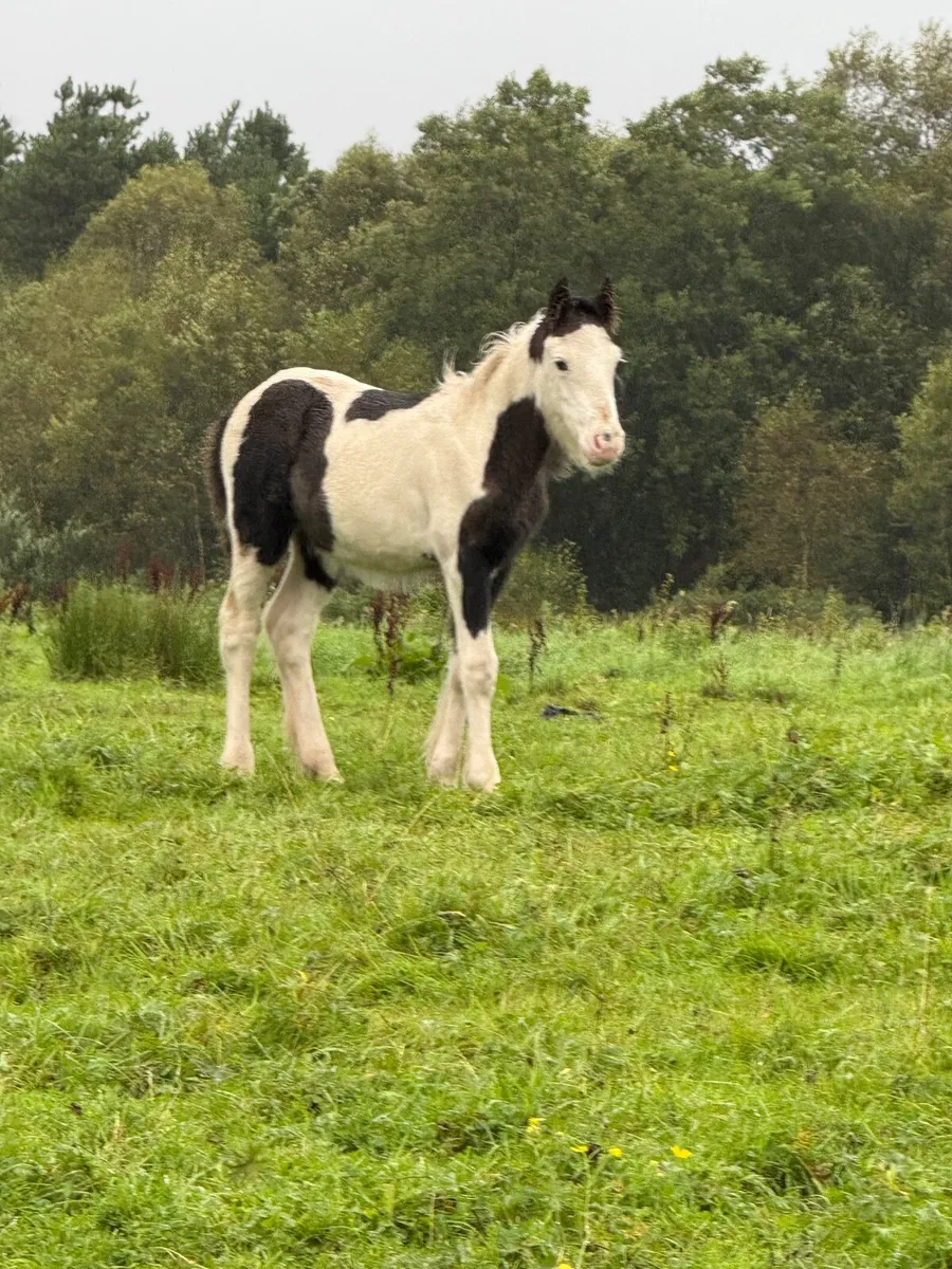 Cob Mare and colt Foal - Image 3