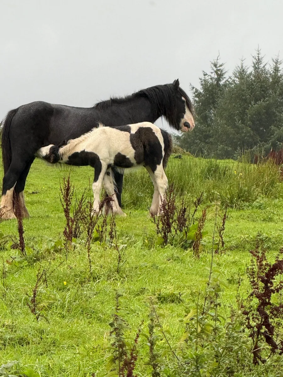 Cob Mare and colt Foal - Image 4
