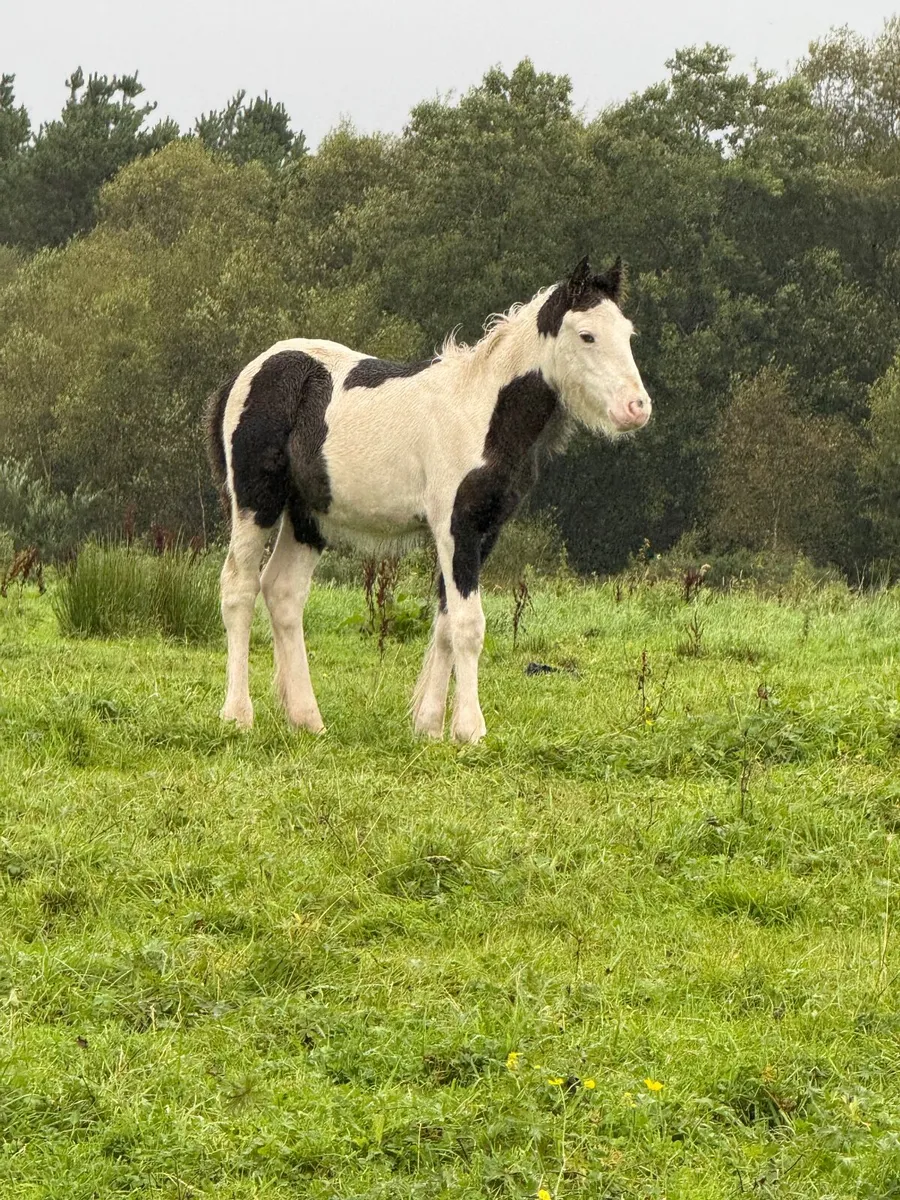 Cob Mare and colt Foal - Image 1